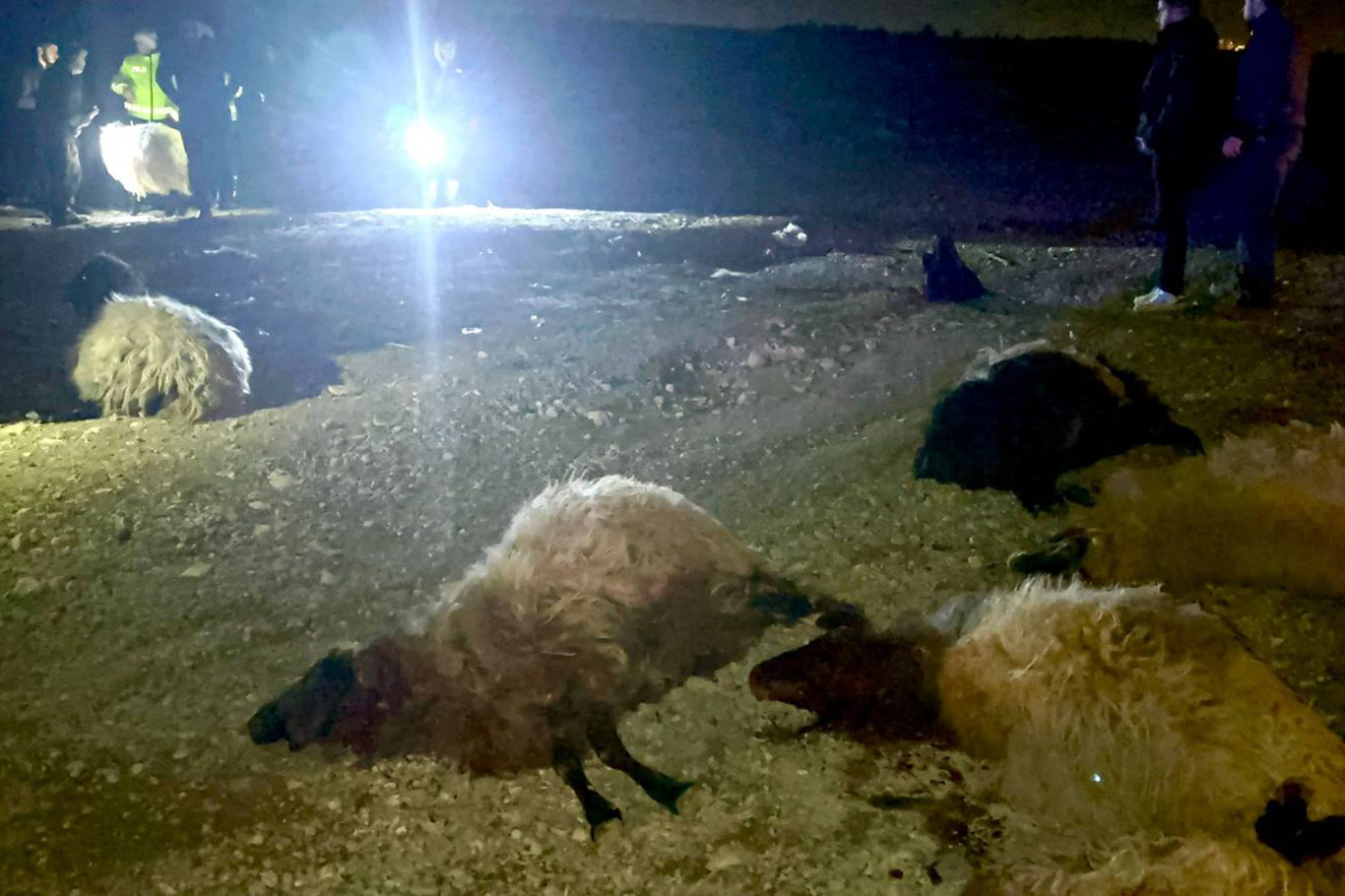 Malatya'da araç koyunların arasına daldı: 12 koyun telef oldu