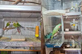 Antalya’da 24 papağan ele geçirildi