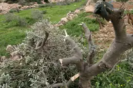 İşgalciler Selfit'te zeytin ağaçlarını söktü