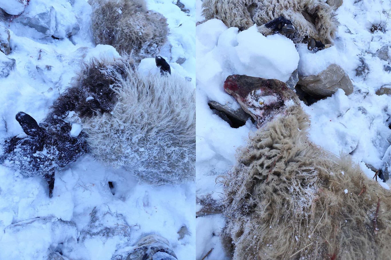 Kurtlar sürüye saldırdı: 70 koyun telef oldu