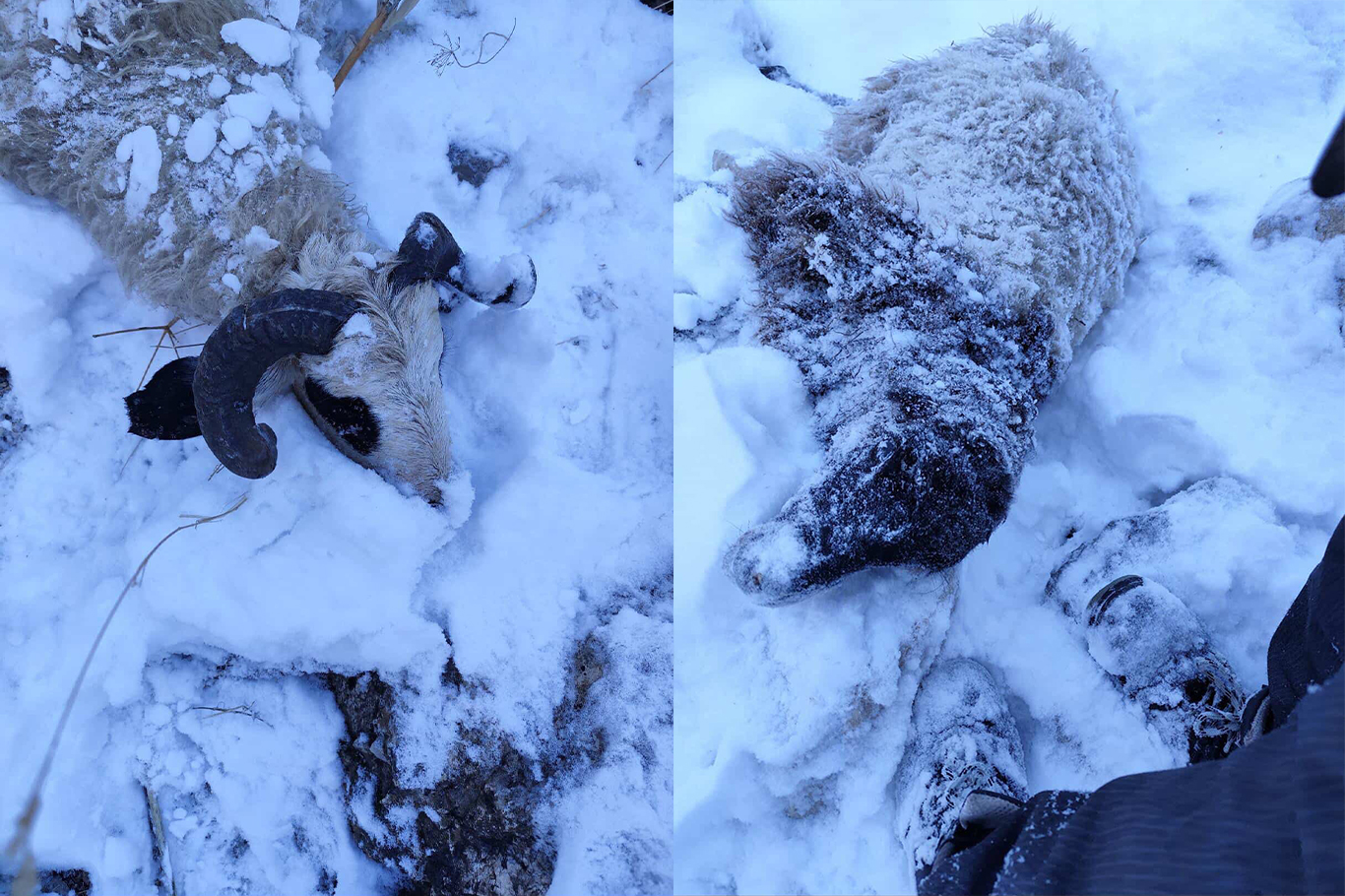 Van’da kurtlar sürüye saldırdı: 70 koyun telef oldu