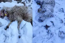 گورگەکان هێرشیان کردە سەر مەڕەکان: ٧٠ مەڕ کوژران