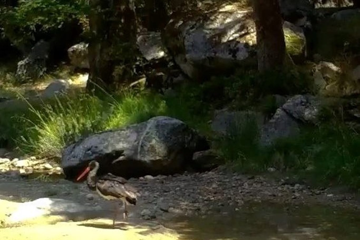 Doğanın siyah incisi kara leylek foto kapanla görüntülendi