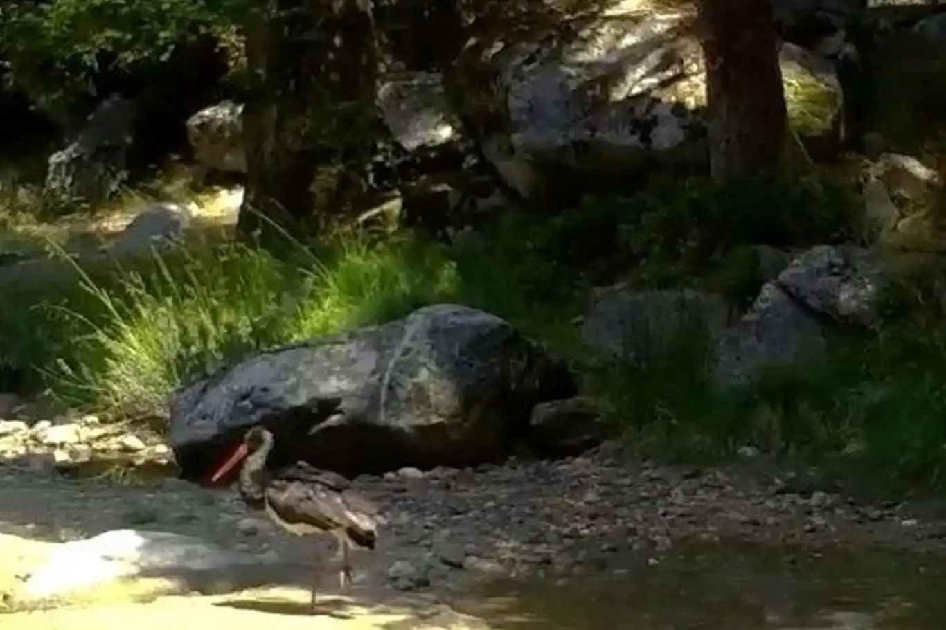 Doğanın siyah incisi kara leylek foto kapanla görüntülendi