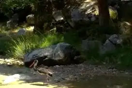 Doğanın siyah incisi kara leylek foto kapanla görüntülendi