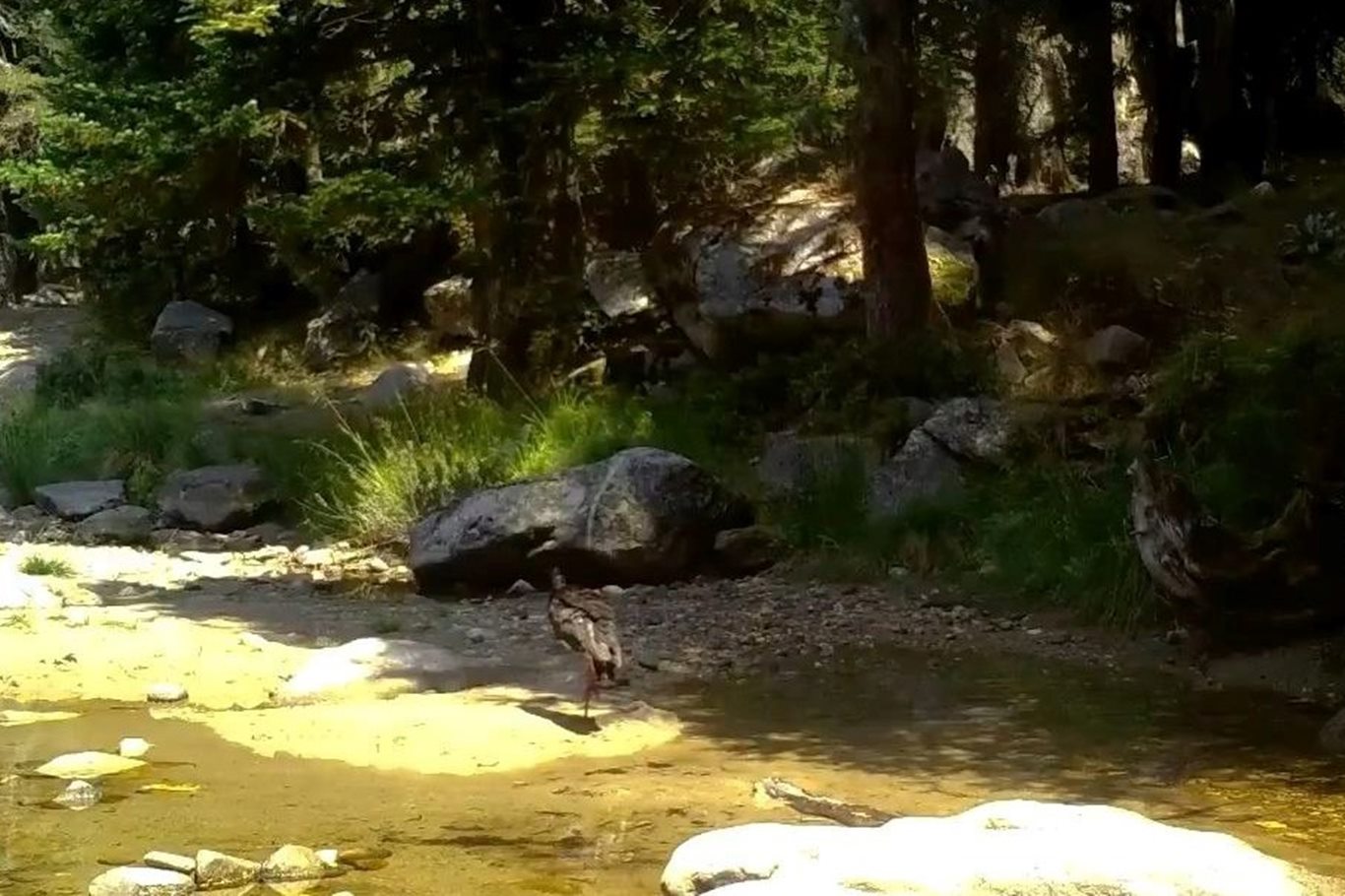 Doğanın siyah incisi kara leylek foto kapanla görüntülendi