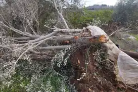 Batı Şeria'da tarıma ağır darbe: Yahudi çeteler 3 binden fazla ağaca zarar verdi