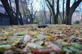 Ülke genelinde yağış beklenmiyor