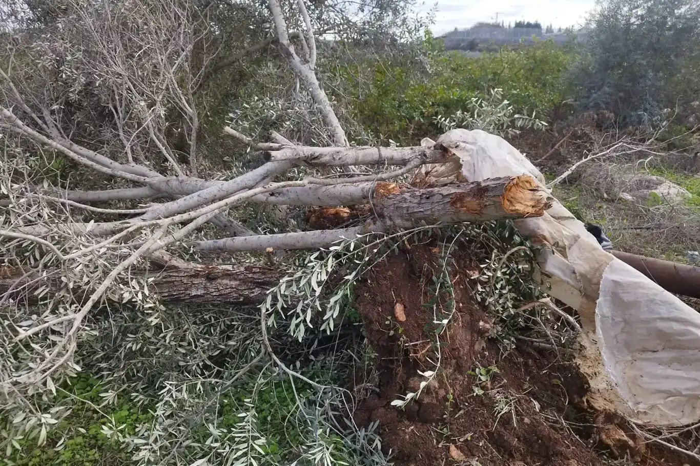 Li Şerîaya Rojavayê derbeyek giran li çandinîyê hat xistin: Ji 3 hezarî zêdetir dar hatin qutkirin