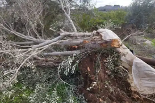Li Şerîaya Rojavayê derbeyek giran li çandinîyê hat xistin: Ji 3 hezarî zêdetir dar hatin qutkirin