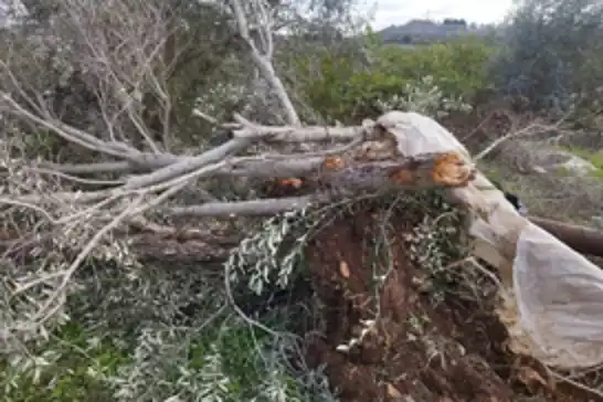 داگیرکەران بەردەوامن لە هێرشەکانیان لە کەناری ڕۆژئاوا: زیاتر لە ٣ هەزار دار بڕان