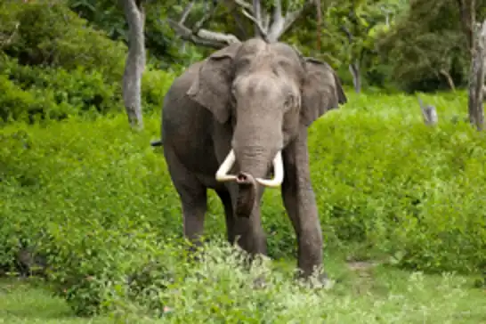 Wild elephants kill five in separate attacks in eastern India