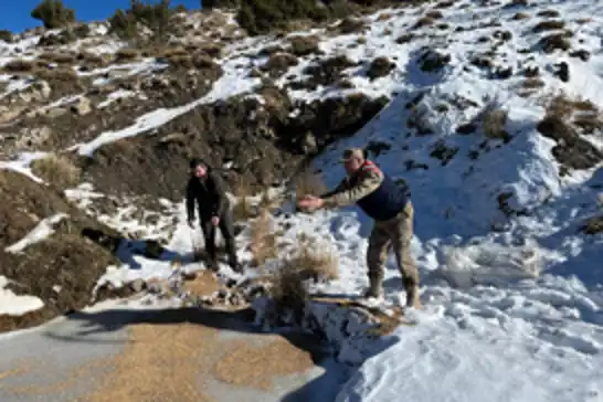  Siirt’te zorlu kış şartlarında yaban hayvanları için doğaya yem bırakıldı