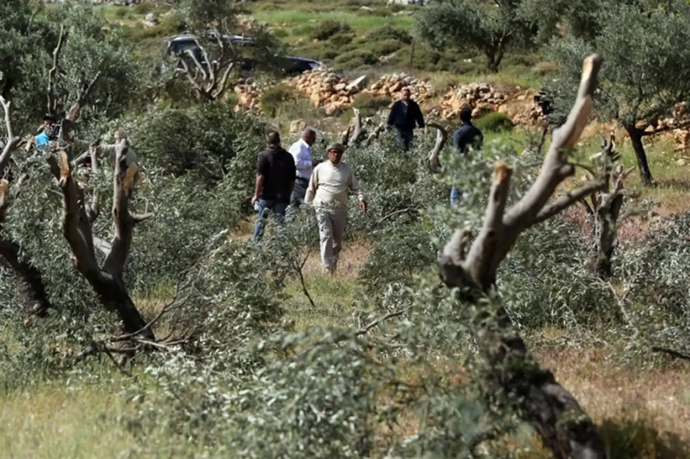Yahudi çeteler Filistinlilere ait 850 zeytin ve asma ağacını tahrip etti