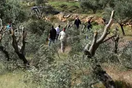 Yahudi çeteler Filistinlilere ait 850 zeytin ve asma ağacını tahrip etti