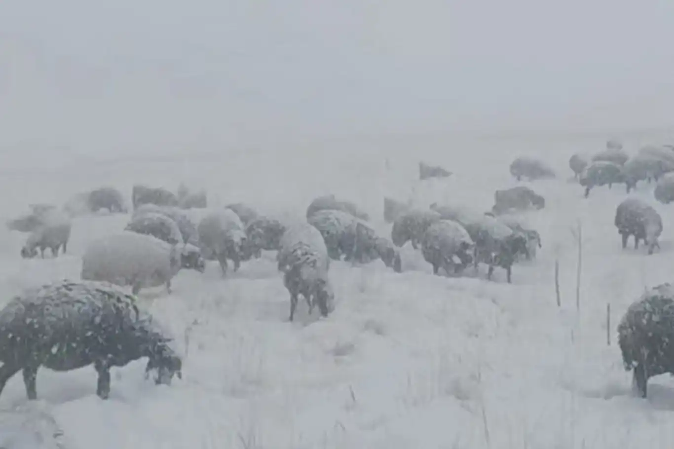 Çoban koyunları ile tipiye yakalandı