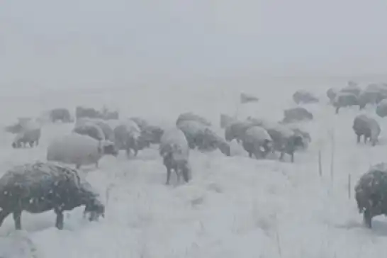 Çoban koyunları ile tipiye yakalandı