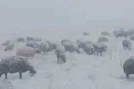 Çoban koyunları ile tipiye yakalandı