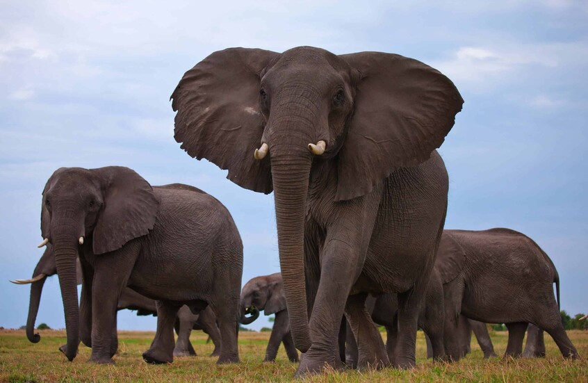 الهند.. قطار يقتل 7 فيلة في حادث مروع