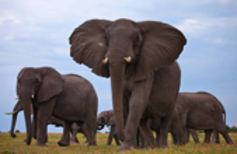 الهند.. قطار يقتل 7 فيلة في حادث مروع