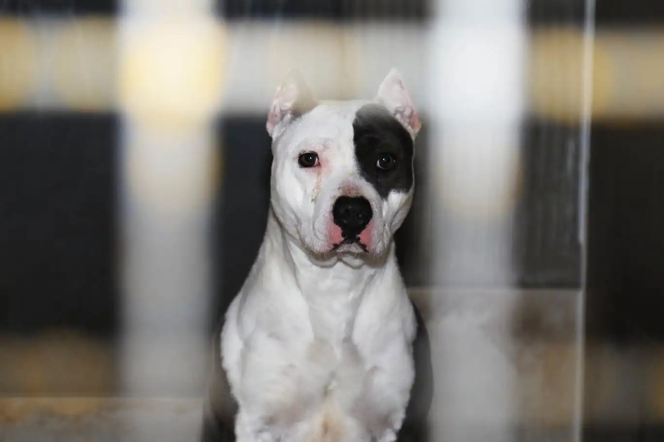 Yargıtay'dan pitbull cinsi köpek için emsal karar