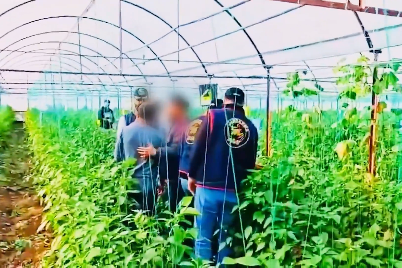 Yerlikaya: 7 yıllık cinayet firarisi sera bahçesinde yakalandı