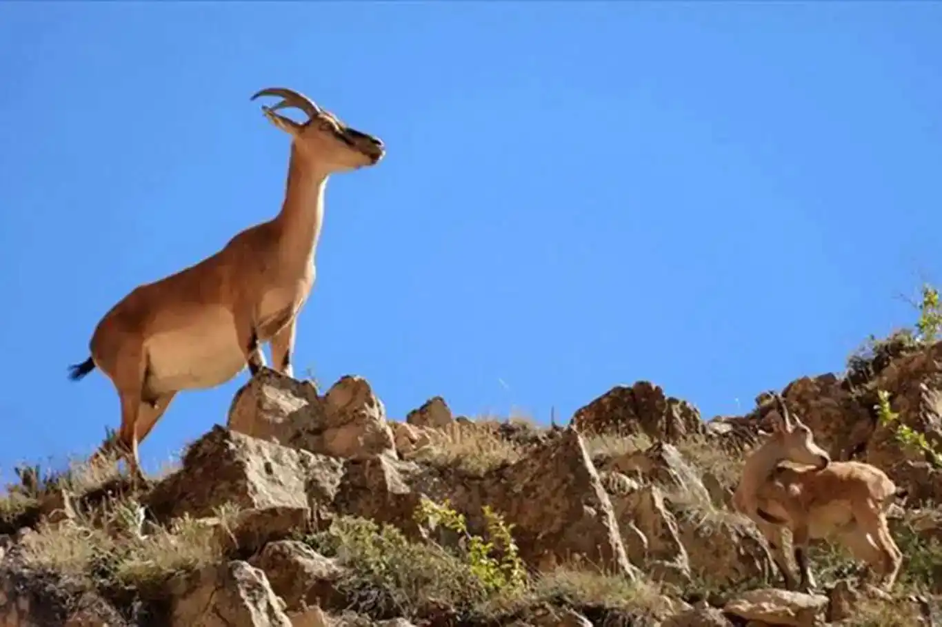 Yaban keçisi avına 966 bin lira ceza