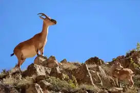 Yaban keçisi avına 966 bin lira ceza