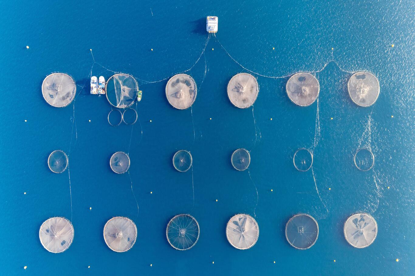 Denizde Kafes Balıkçılığı Projesi ilk hasadını verdi