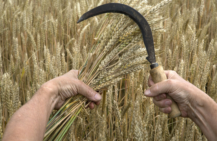 القمح على طاولة المباحثات السورية الروسية