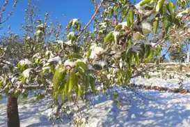 Sinop Valiliği'nden kar ve zirai don uyarısı