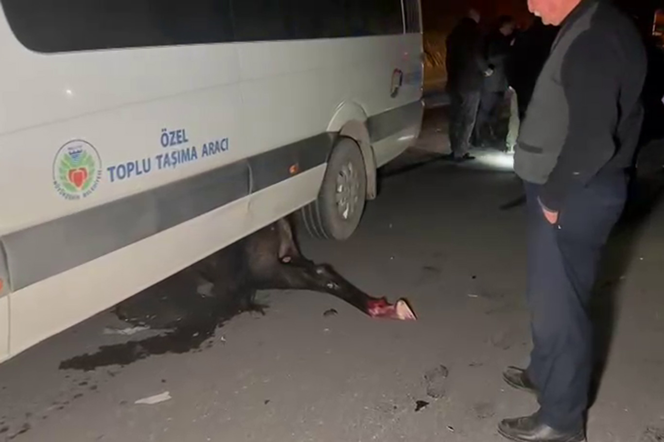 Kaçan yarış tayları kara yoluna çıktı: 6 tanesi telef oldu