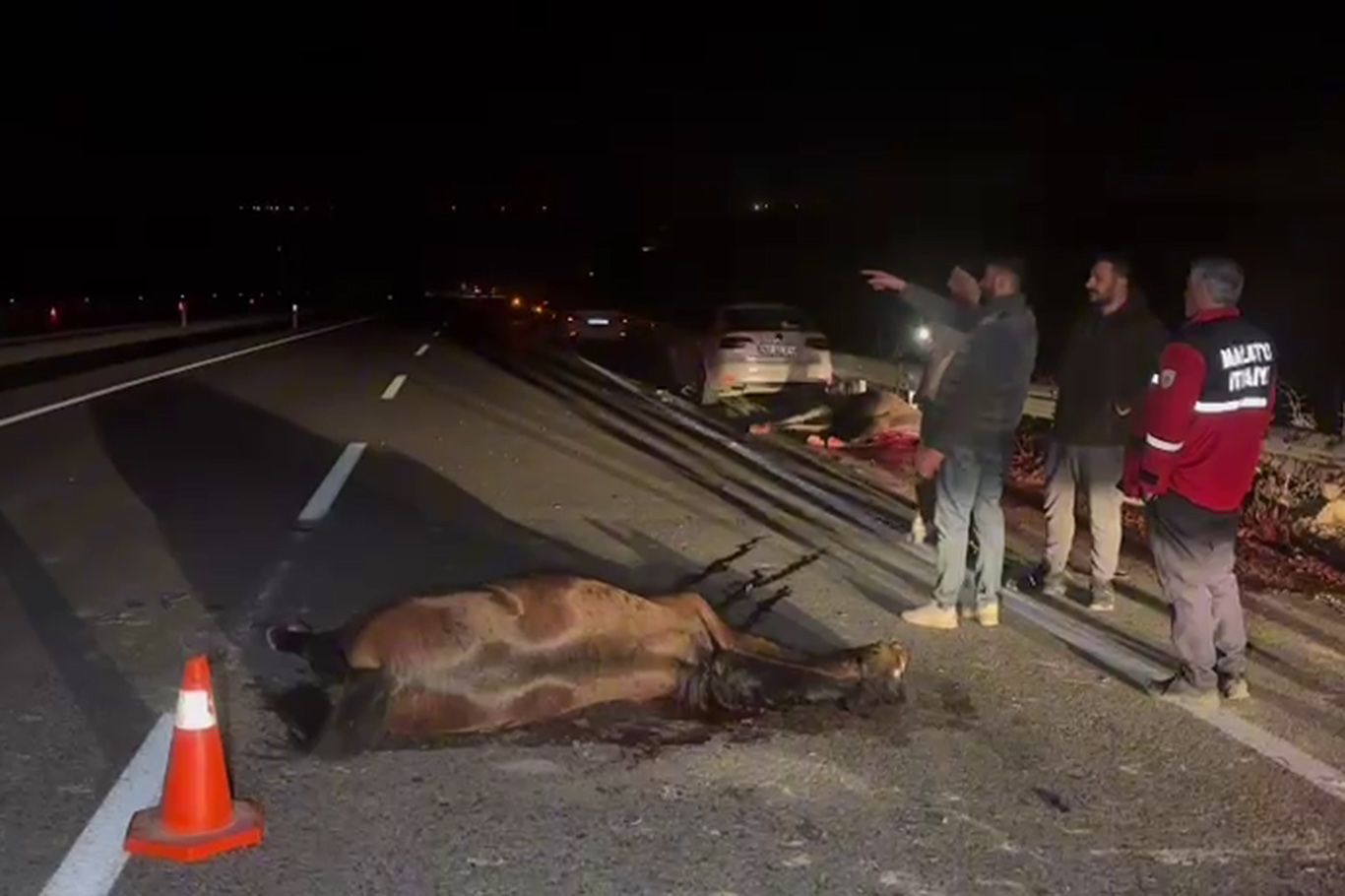 Kaçan yarış tayları kara yoluna çıktı: 6 tanesi telef oldu