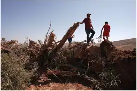 İşgalciler Batı Şeria’da bir haftada 8 binden fazla ağacı söktü