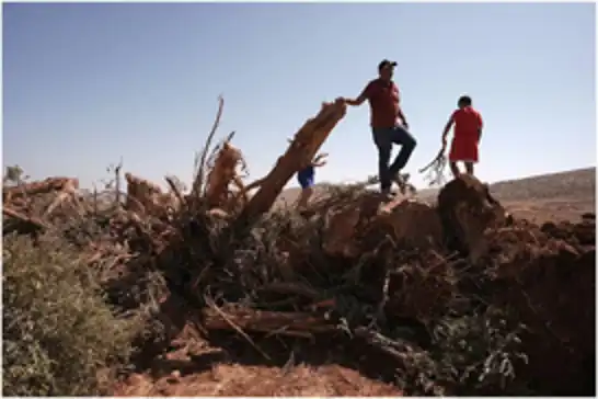 اشغالگران در کرانه باختری طی یک هفته بیش از ۸ هزار درخت را ریشه‌کن کردند