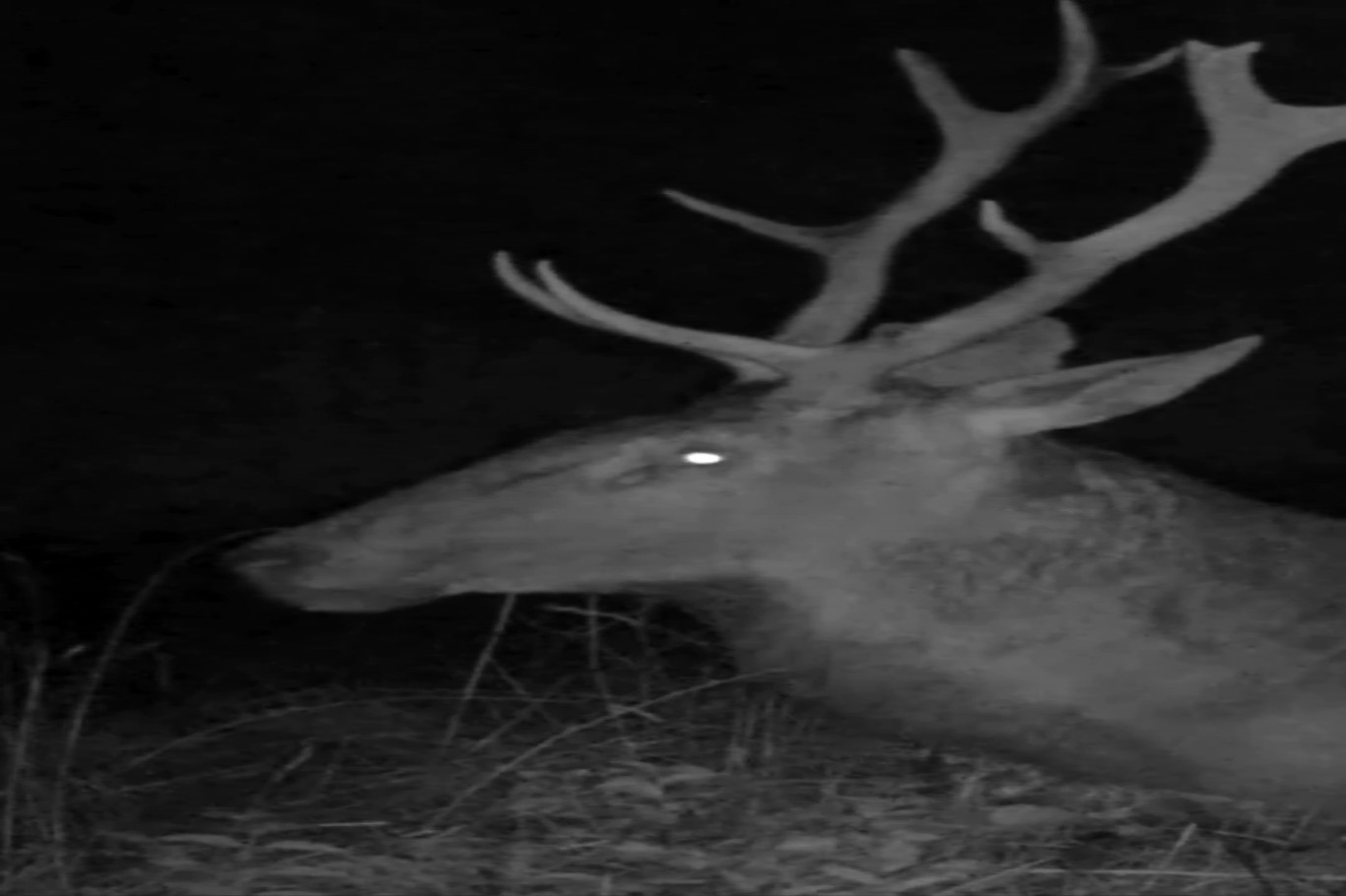 Bursa’da kızıl geyiğin gece narası sessizliği bozdu