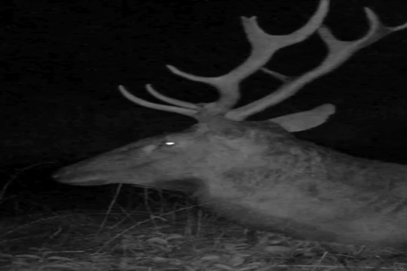 Bursa’da kızıl geyiğin gece narası sessizliği bozdu