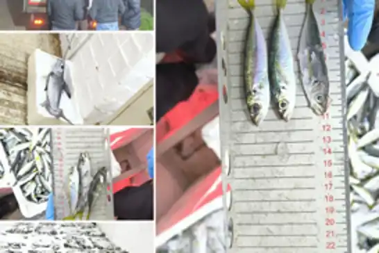 Bursa’da yasak avlanan balıklara el konuldu