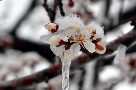 221 milyon 150 bin liralık zirai don desteği bugün hesaplara aktarılıyor