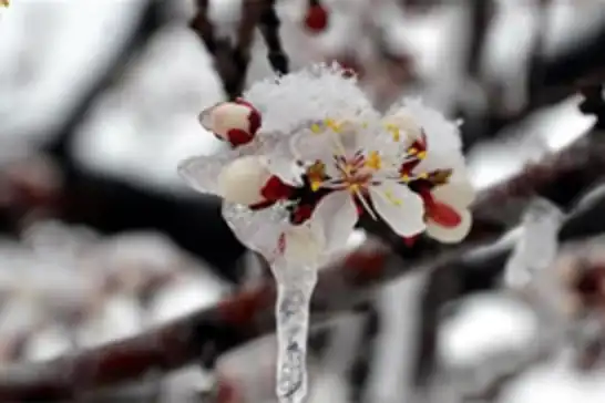 کەشناسی هەرێمی کوردستان لەبارەی شەپۆلێکی دیکەی بەفر و باران هۆشداری دەدات