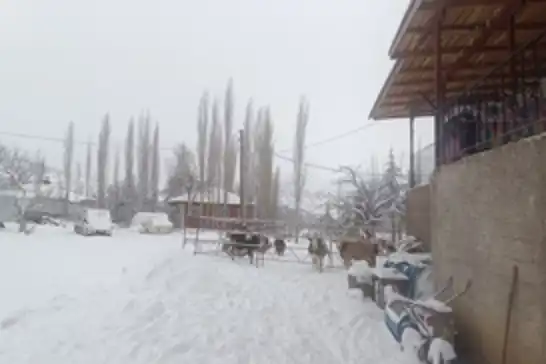 Tufanbeyli’de kar yağışı hayvancılığı etkiledi