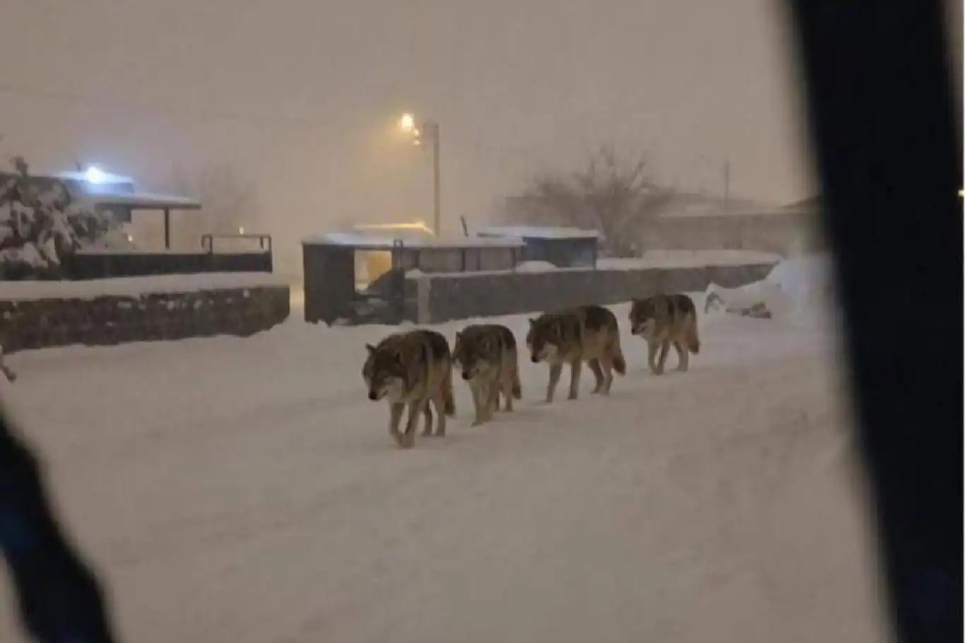 Diyarbakır’da 4 kurt yerleşim alanında görüldü