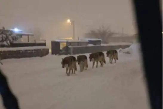 Diyarbakır’da 4 kurt yerleşim alanında görüldü