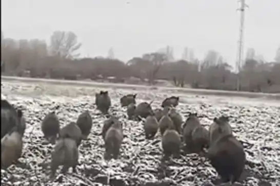 Ağrı şehir merkezine yakın bölgede domuz sürüsü görüntülendi
