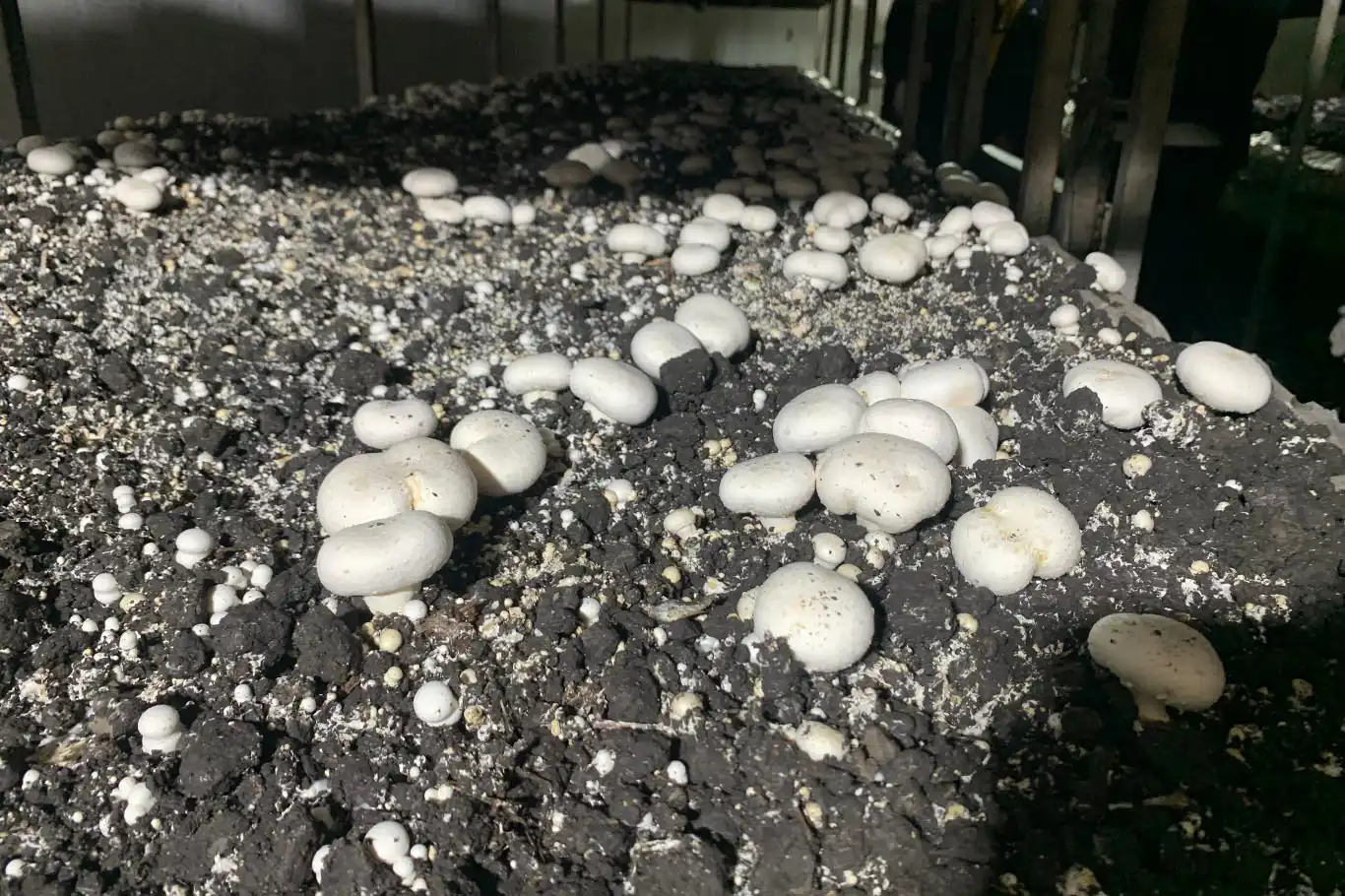 Batman'da kültür mantarı hasadı başladı