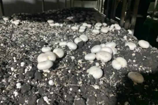 Batman'da kültür mantarı hasadı başladı