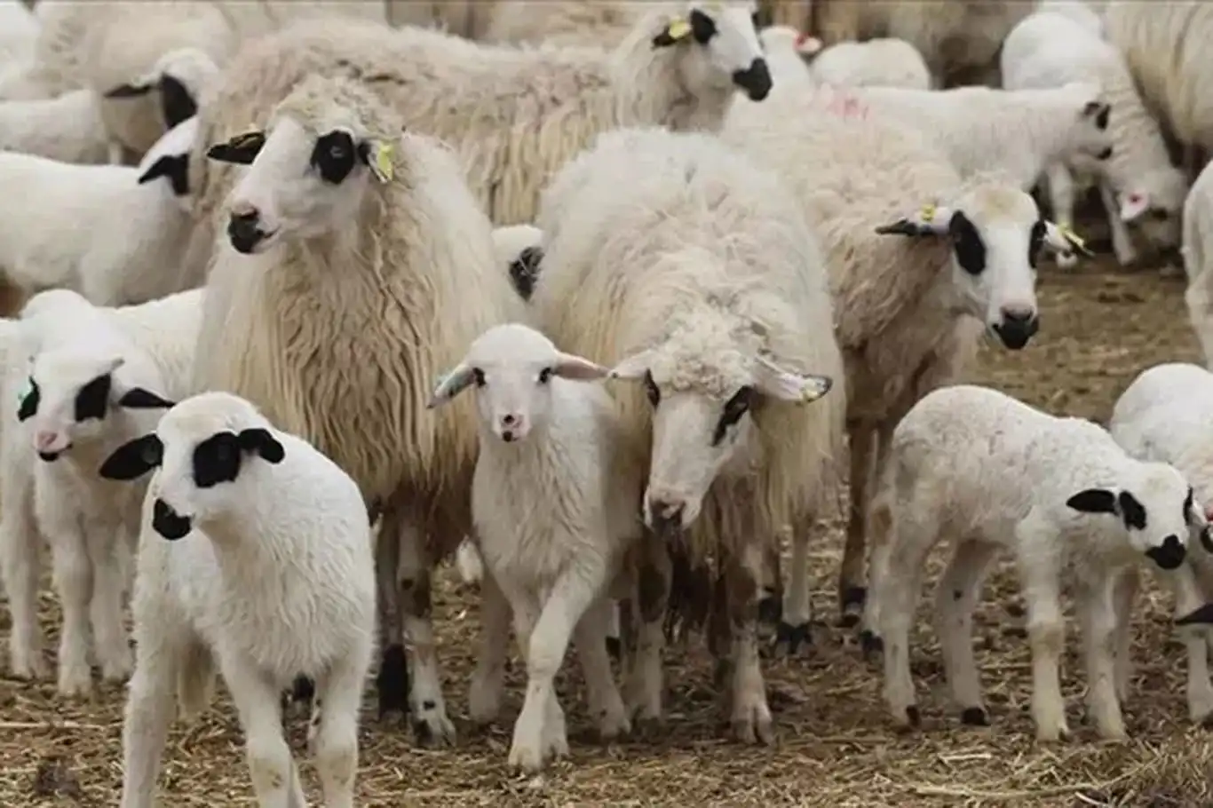 TİGEM'den 1200 küçükbaş hayvan için satış ihalesi