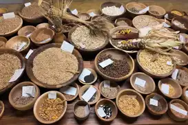 12 bin yıllık miras "Iza Buğdayı" yeniden üretilmeye başlandı