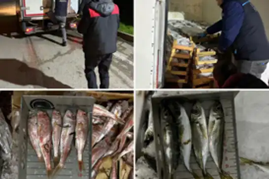 Bursa balık halinde denetim: 141 kg balığa el konuldu