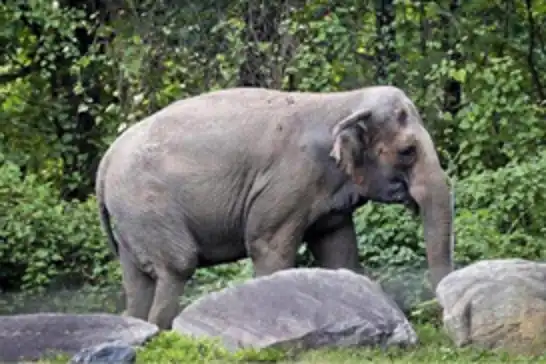 Hindistan'ın Kerala eyaletinde vahşi fil, yaşlı çifti öldürdü